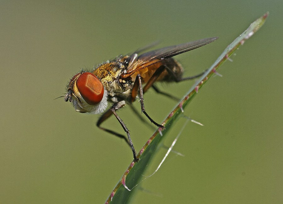 Ectophasia crassipennis / Breitflügelige Raupenfliege / Raupenfliegen